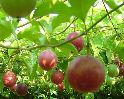 百香果、西番莲加工花火短视频APP官网下载